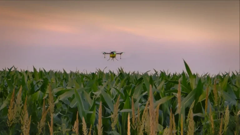 Agro-Dron - Prskanje kukuruza-1